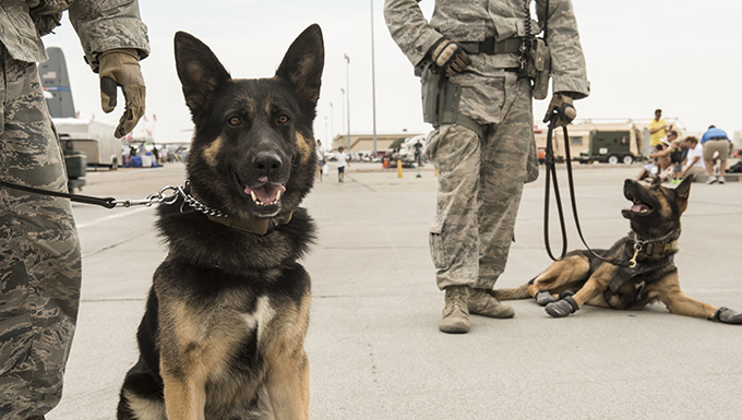 vigilant ace 16 mwds handlers